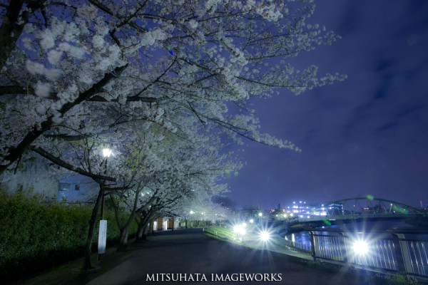 夜桜